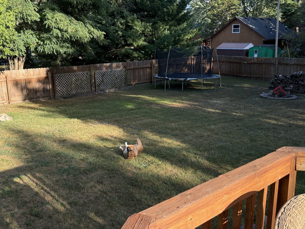 Dog enjoying the fenced backyard
